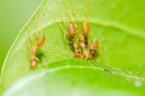 red ant teamwork Stock photo © sweetcrisis