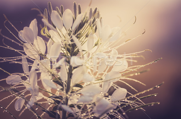 Cleome hassleriana or spider flower or spider plant Stock photo © sweetcrisis