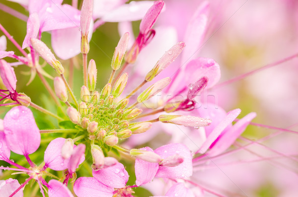 Cleome hassleriana or spider flower or spider plant Stock photo © sweetcrisis