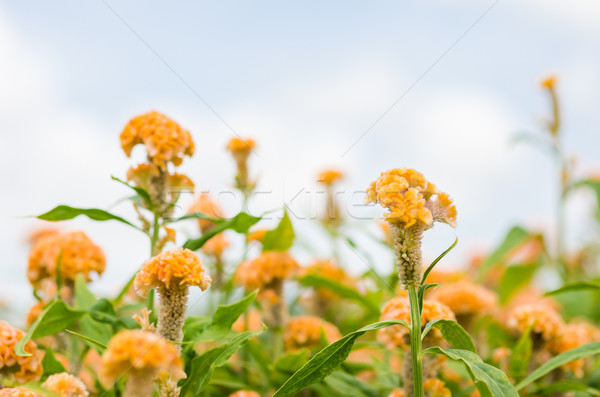 Orange Celosia or Wool flowers or Cockscomb flower Stock photo © sweetcrisis
