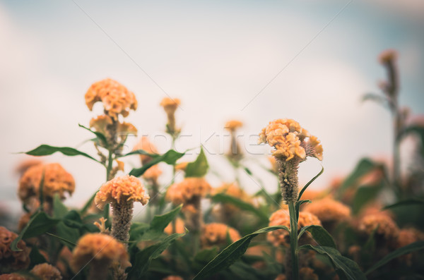 Orange Celosia or Wool flowers or Cockscomb flower vintage Stock photo © sweetcrisis