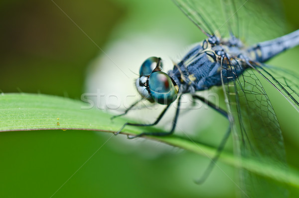 Stock photo: dragonfly  in green nature 