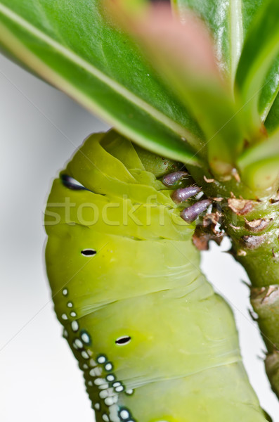 Kukac zöld természet kert étel méh Stock fotó © sweetcrisis