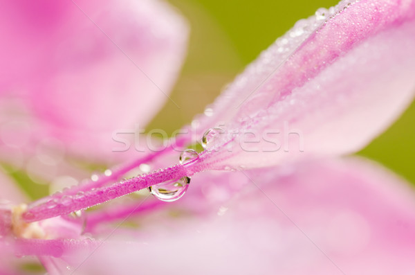 Cleome hassleriana or spider flower or spider plant Stock photo © sweetcrisis