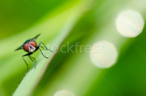 Fliegen grünen Natur Stadt Haus weiß Stock foto © sweetcrisis