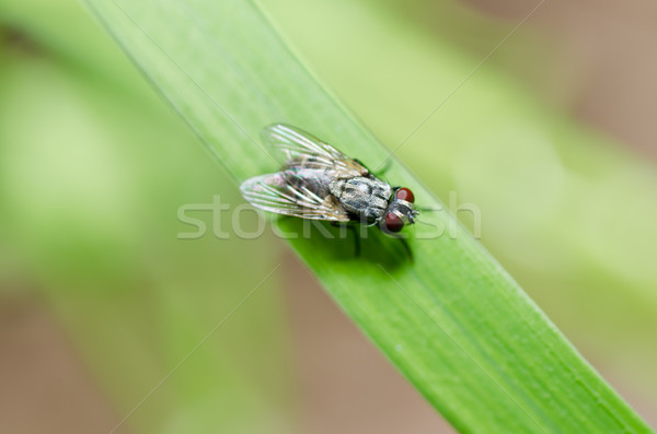 Stock foto: Fliegen · grünen · Natur · Stadt · Haus · weiß