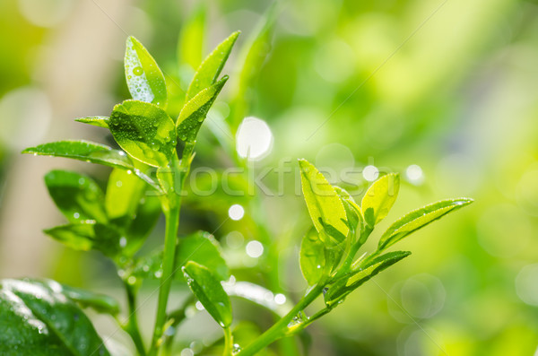 Foto d'archivio: Verde · natura · acqua · foresta · sfondo