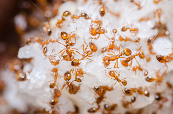 Roşu incendiu furnici orez acasă Imagine de stoc © sweetcrisis