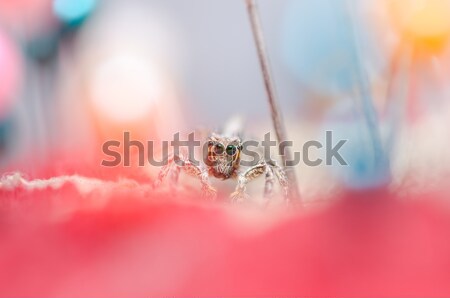 Spider красочный макроса выстрел страхом ужас Сток-фото © sweetcrisis