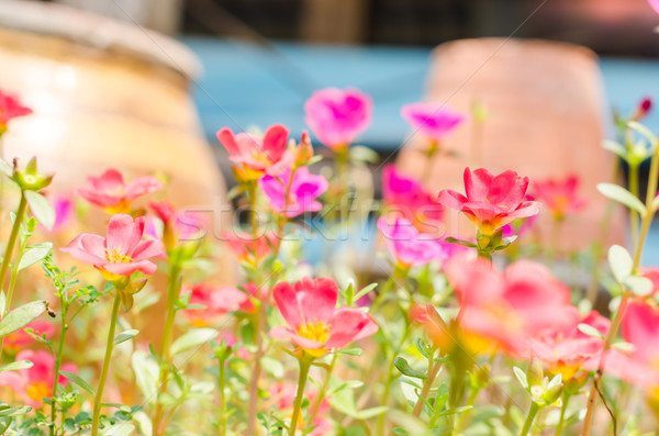 商業照片: 小 · 庭園 · 性質 · 花園 · 美女 · 植物