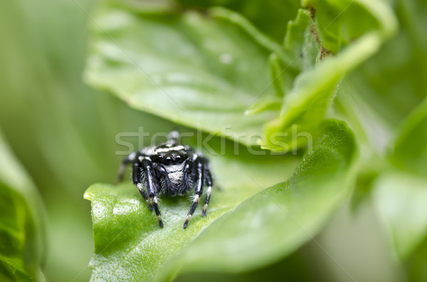 black and white spider in green nature Stock photo © sweetcrisis