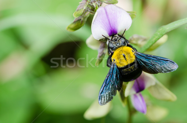 Carpenter bee macro in the nature Stock photo © sweetcrisis