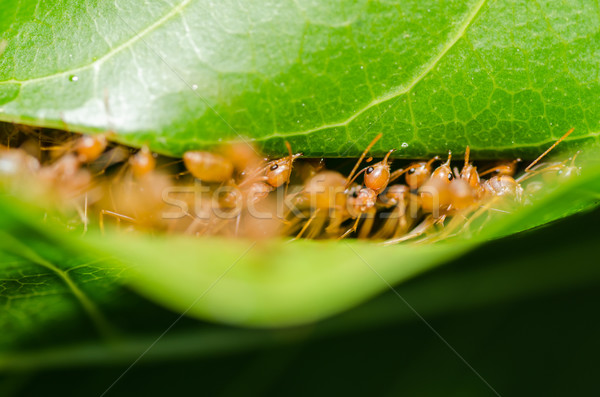 red ant teamwork Stock photo © sweetcrisis