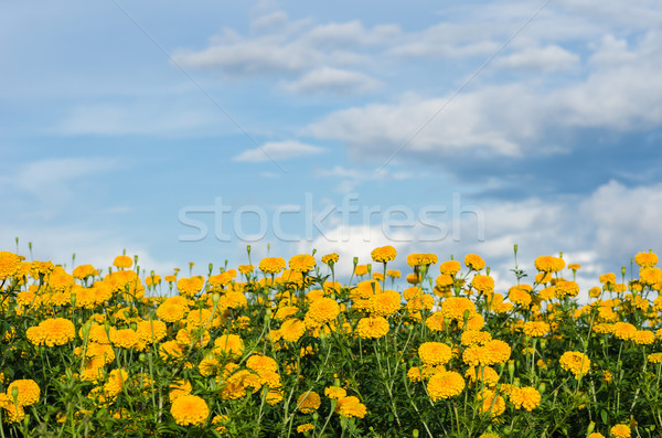 Fleur nature jardin tête usine Asie [[stock_photo]] © sweetcrisis