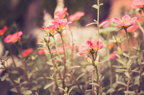 小 庭園 復古 性質 花園 美女 商業照片 © sweetcrisis