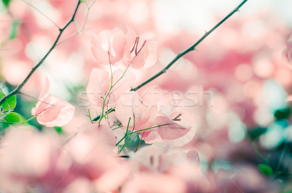 Papír virágok klasszikus kert természet park Stock fotó © sweetcrisis