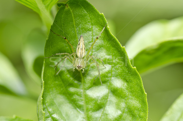 Uzun bacaklar örümcek yeşil doğa bahçe göz Stok fotoğraf © sweetcrisis