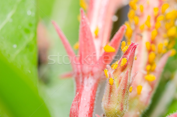 Aphids on the flower Stock photo © sweetcrisis