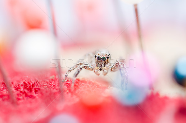 Spider colorato macro shot paura horror Foto d'archivio © sweetcrisis