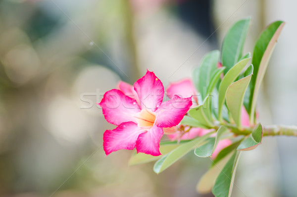 Desert Rose or Impala Lily or Mock Azalea flower Stock photo © sweetcrisis