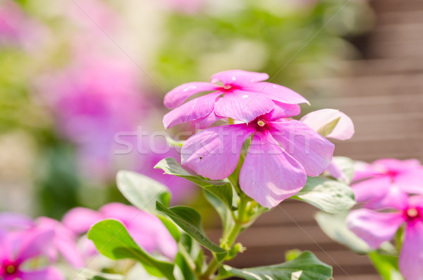 Madagascar rooskleurig steeg gras tuin achtergrond Stockfoto © sweetcrisis