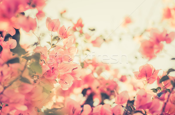 [[stock_photo]]: Papier · fleurs · vintage · jardin · nature · parc