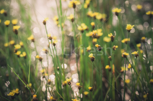 Xyris yellow flowers vintage Stock photo © sweetcrisis