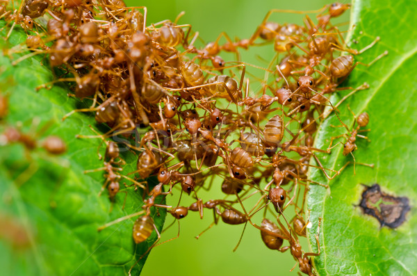 Vermelho formiga verde natureza jardim Foto stock © sweetcrisis