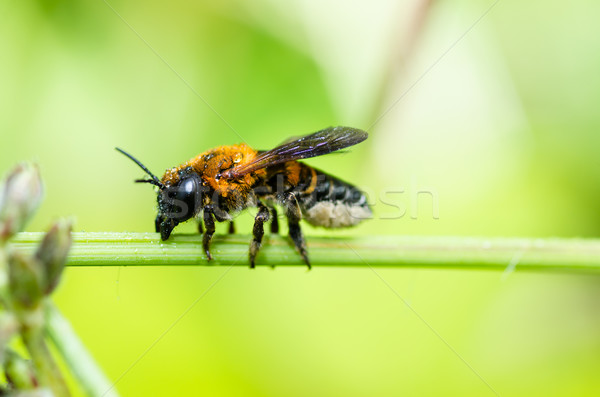 leaf-cutting bee in macro green nature Stock photo © sweetcrisis