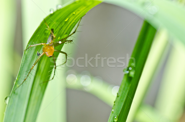 long legs spider in green nature Stock photo © sweetcrisis