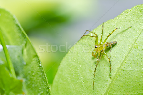 Długie nogi pająk zielone charakter lasu ogród Zdjęcia stock © sweetcrisis