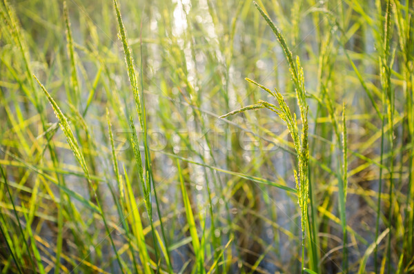 Rice field Stock photo © sweetcrisis