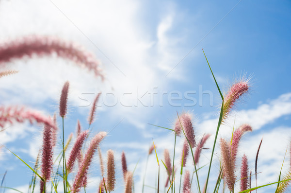 Foxtail weed in the nature Stock photo © sweetcrisis