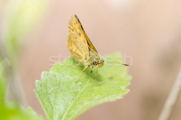 Moth Stock photo © sweetcrisis