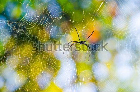 Spider and web in the nature Stock photo © sweetcrisis