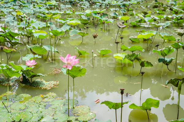 Lotus or Water lily flower Stock photo © sweetcrisis