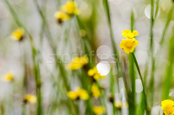 Xyris yellow flowers Stock photo © sweetcrisis