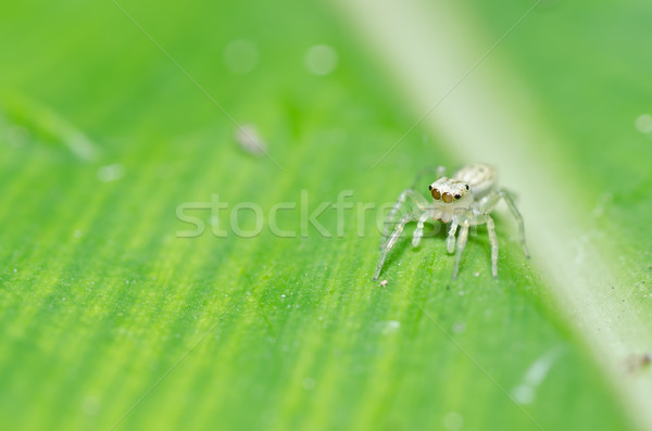 Foto stock: Saltando · aranha · verde · natureza · jardim · primavera