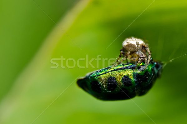 spider eat jewel beetle Stock photo © sweetcrisis