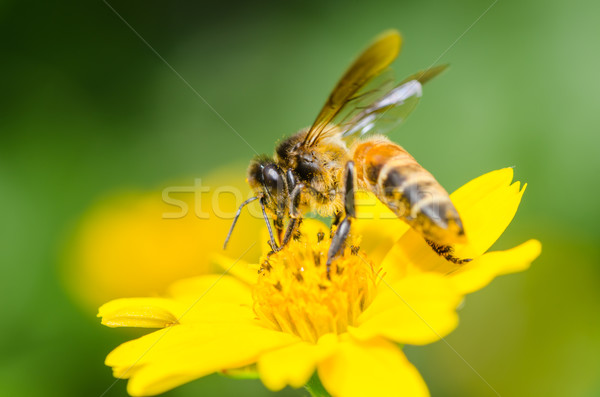 bee macro in green nature  Stock photo © sweetcrisis