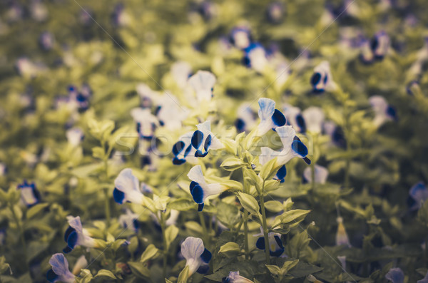 Virágok klasszikus kert természet park levél Stock fotó © sweetcrisis