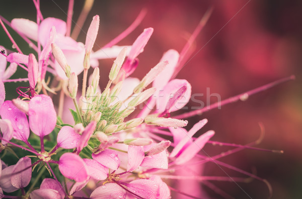 Spinne Blume Anlage Garten Natur Park Stock foto © sweetcrisis
