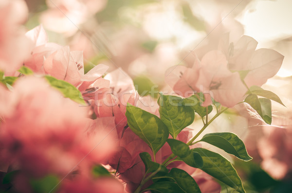 紙 花 ヴィンテージ 庭園 自然 公園 ストックフォト © sweetcrisis