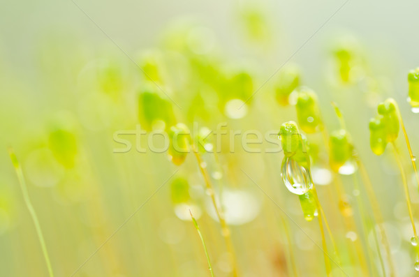 Friss moha zöld természet öreg kő Stock fotó © sweetcrisis