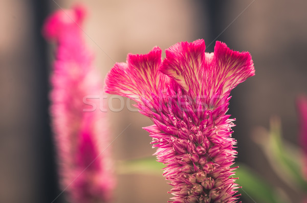 Stock photo: Celosia or Wool flowers or Cockscomb flower vintage