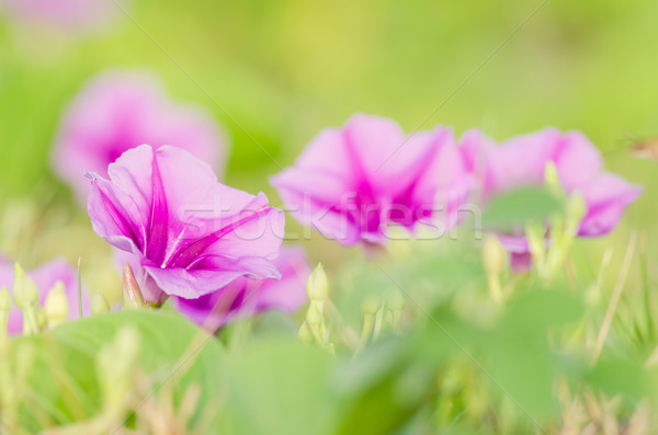 Manhã glória flores família natureza jardim Foto stock © sweetcrisis