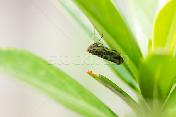 Aphid insect in green nature  Stock photo © sweetcrisis