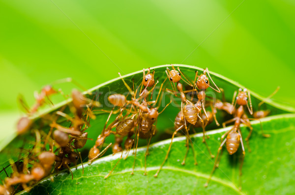 red ant teamwork Stock photo © sweetcrisis