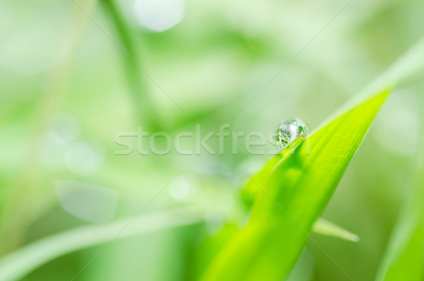 Leaf and water drops Stock photo © sweetcrisis