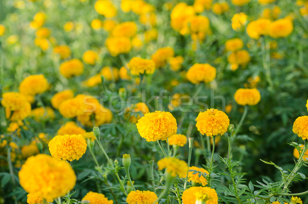 Stock photo: Marigolds or Tagetes erecta flower